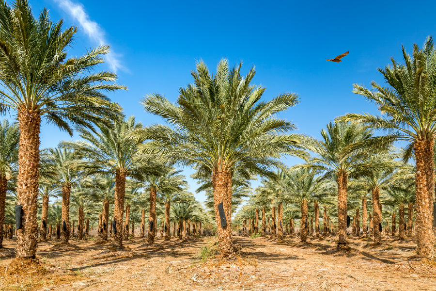 Date Palm Trees & Blue Sky View Photograph Print 100% Australian Made