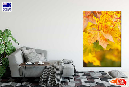 Yellow Red Maple Leaves Closeup View Photograph Print 100% Australian Made