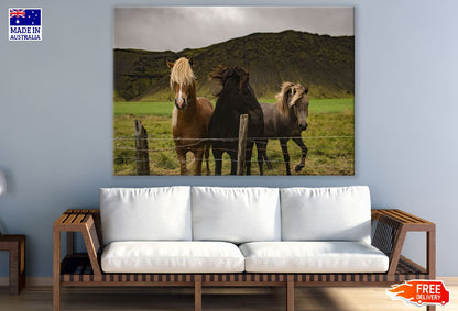 Horses in Mountain Field Photograph Print 100% Australian Made