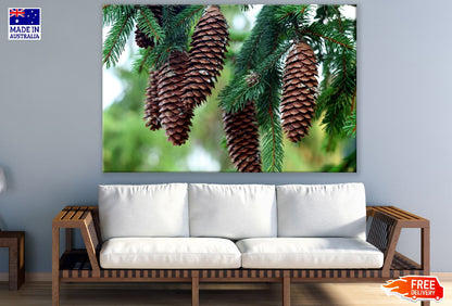 Brown Pine Cones Photograph Print 100% Australian Made