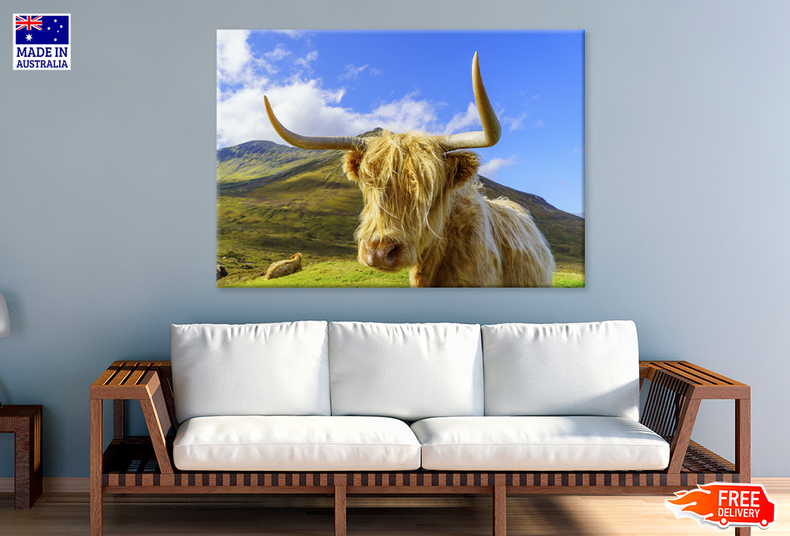 Highland Cow & Mountain View Photograph Print 100% Australian Made