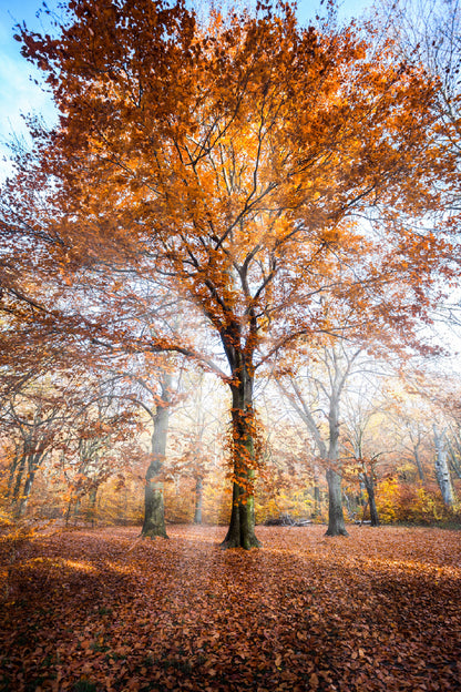 Autumn Orange Tree Sunrise View Photograph Print 100% Australian Made