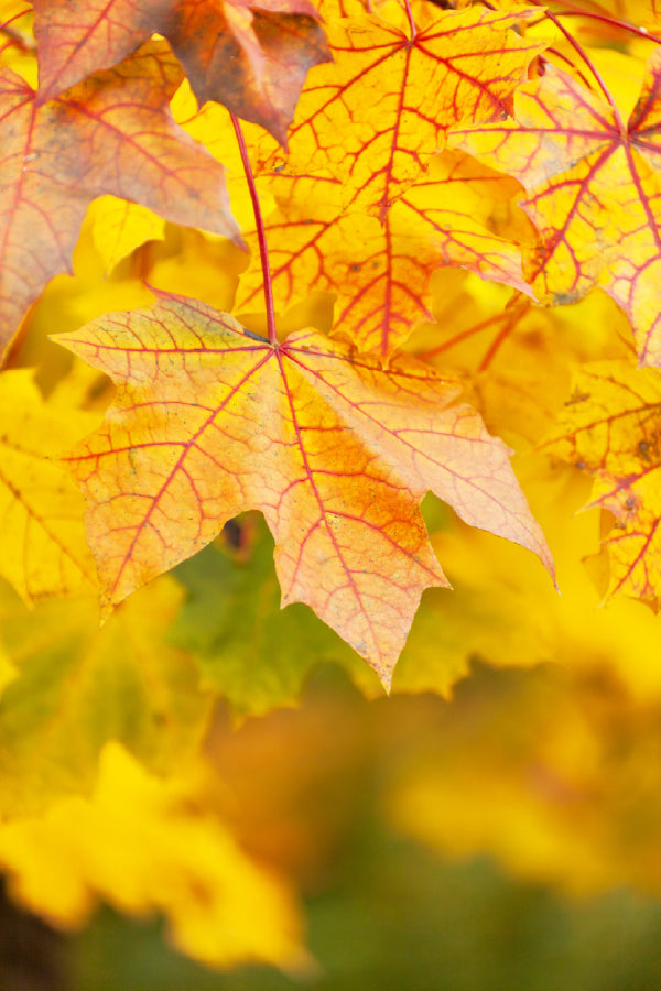 Yellow Red Maple Leaves Closeup View Photograph Print 100% Australian Made