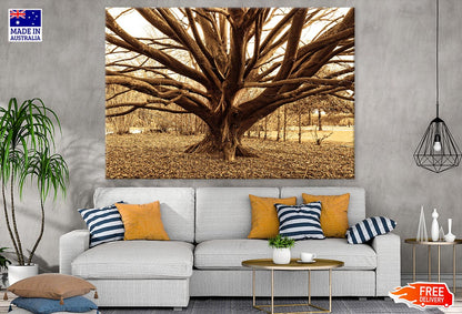 Huge Tree Closeup Photograph Print 100% Australian Made