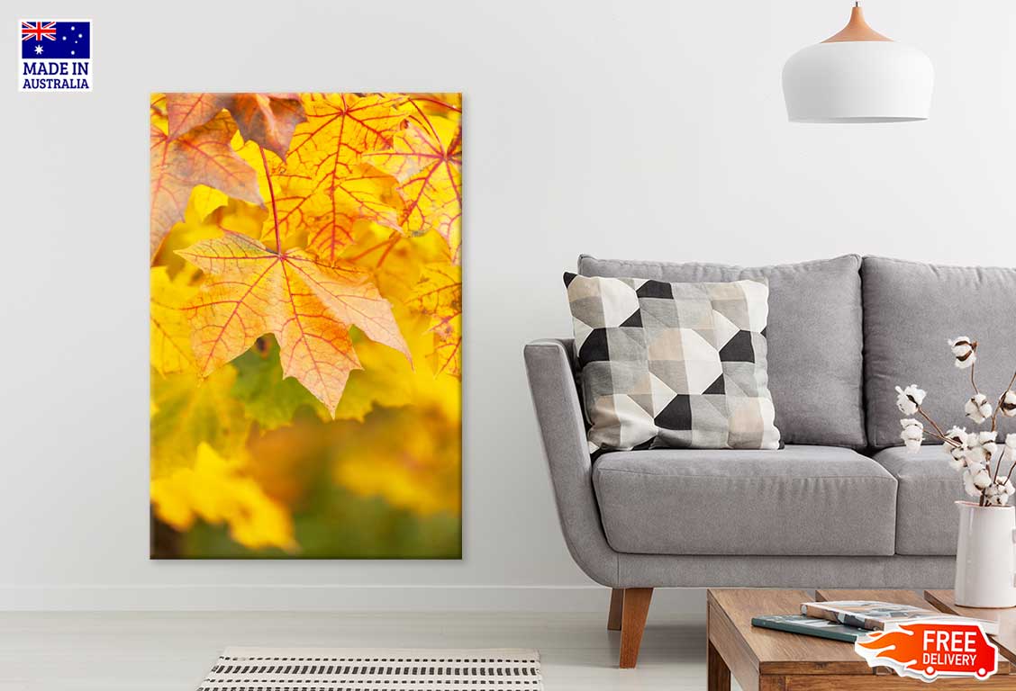 Yellow Red Maple Leaves Closeup View Photograph Print 100% Australian Made