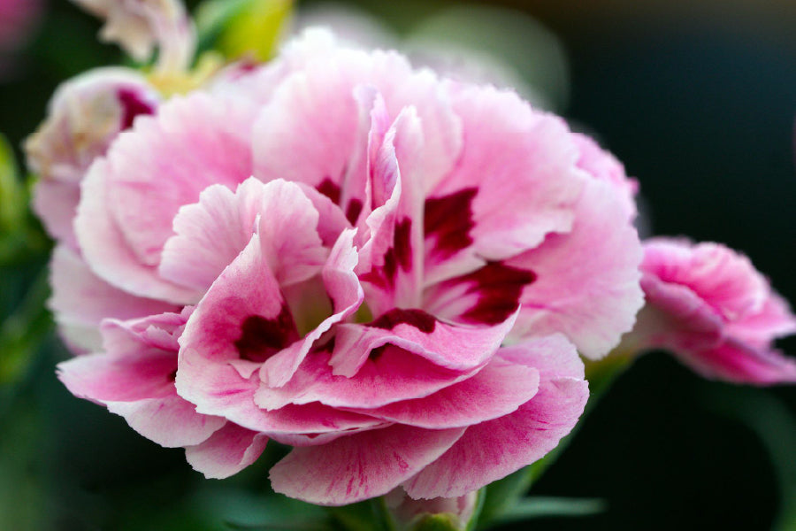 Pink Sweet William Closeup View Photograph Print 100% Australian Made