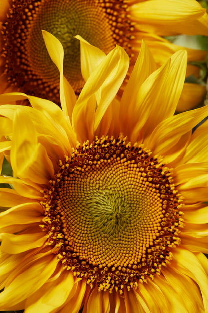 Sunflower Petals with Pollen View Photograph Print 100% Australian Made