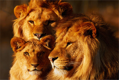 Bella Home Lion Family Closeup Photograph Print Canvas Ready to hang