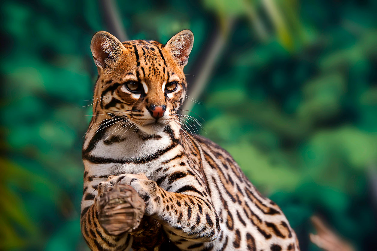 Ocelot on Tree Branch Photograph Print 100% Australian Made