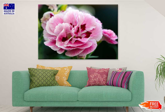 Pink Sweet William Closeup View Photograph Print 100% Australian Made