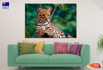 Ocelot on Tree Branch Photograph Print 100% Australian Made