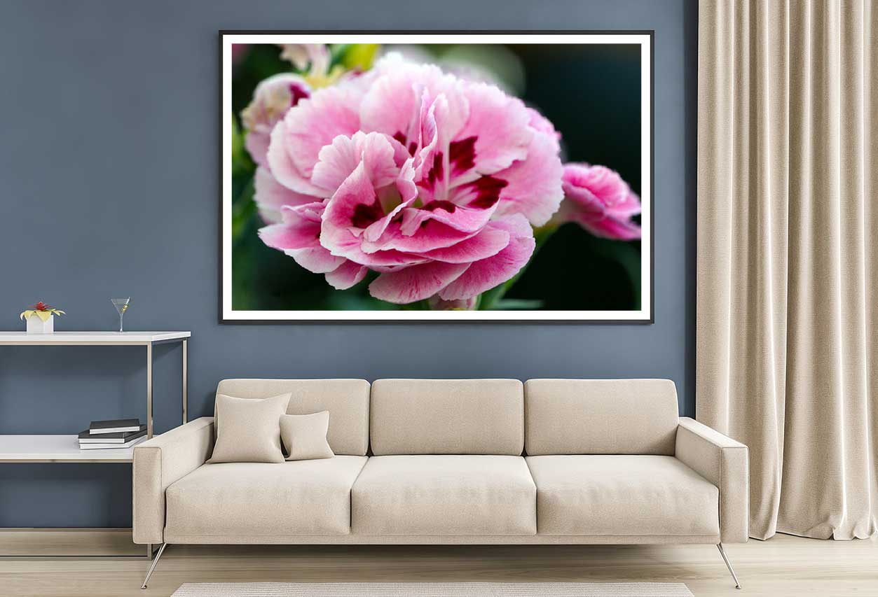 Pink Sweet William Closeup View Photograph Home Decor Premium Quality Poster Print Choose Your Sizes