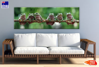 Panoramic Canvas Hanging Frogs Photograph High Quality 100% Australian made wall Canvas Print ready to hang