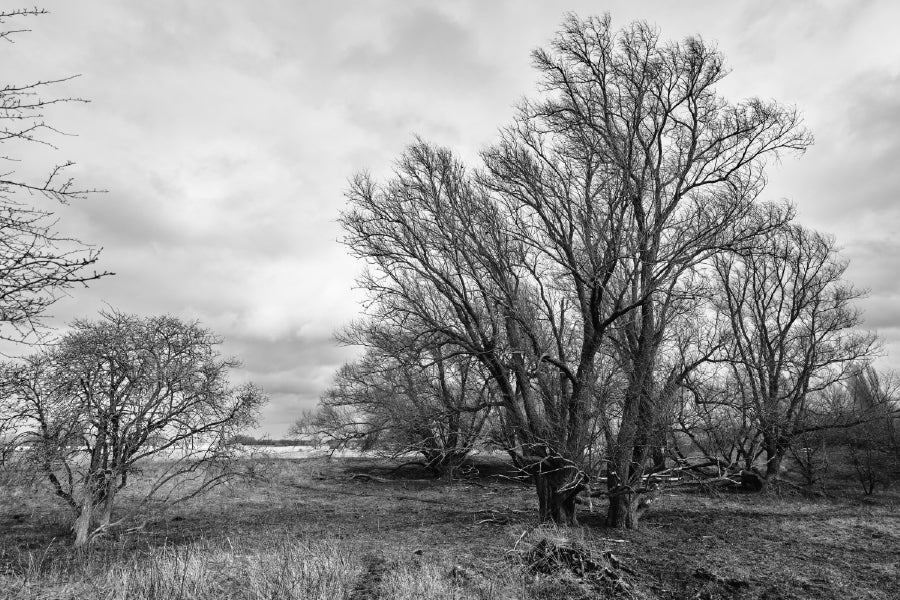 Bold Dead Trees B&W View Photograph Print 100% Australian Made