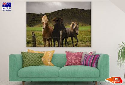 Horses in Mountain Field Photograph Print 100% Australian Made