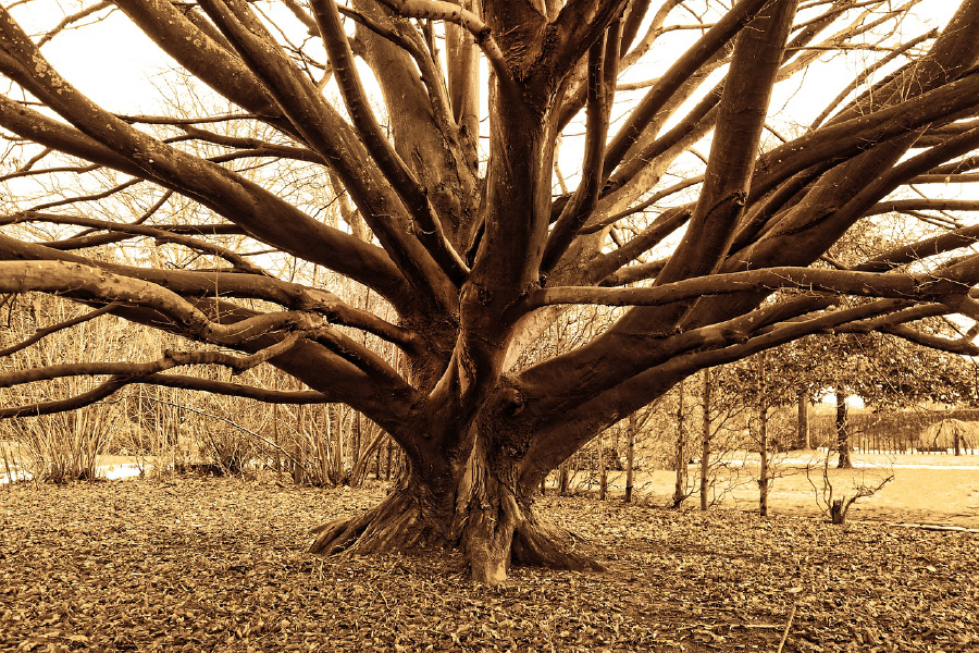 Huge Tree Closeup Photograph Print 100% Australian Made