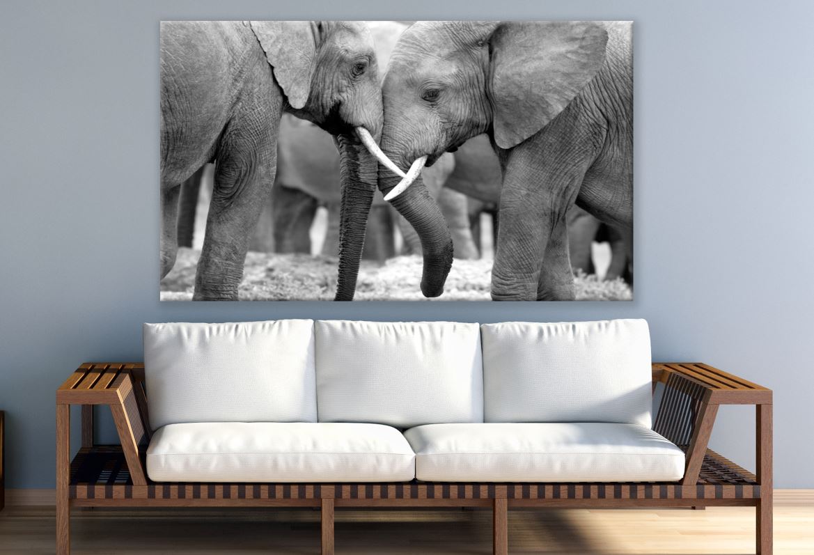 Elephants Hug B&W Photograph Print 100% Australian Made