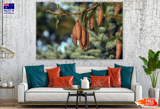 Brown Pine Cones Tree Photograph Print 100% Australian Made