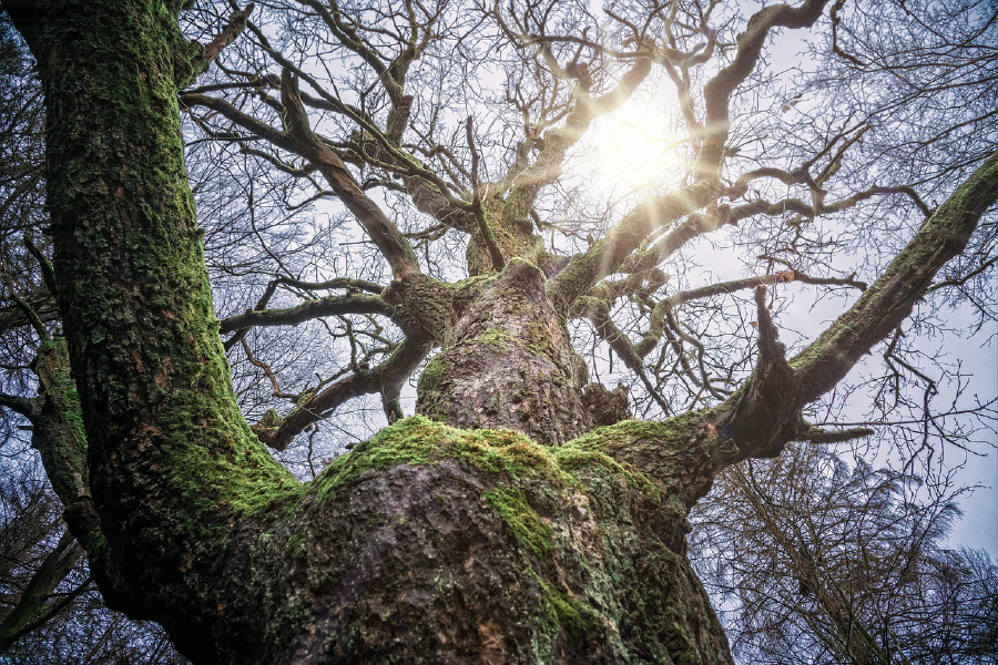 Huge Tree Closeup Photograph Print 100% Australian Made