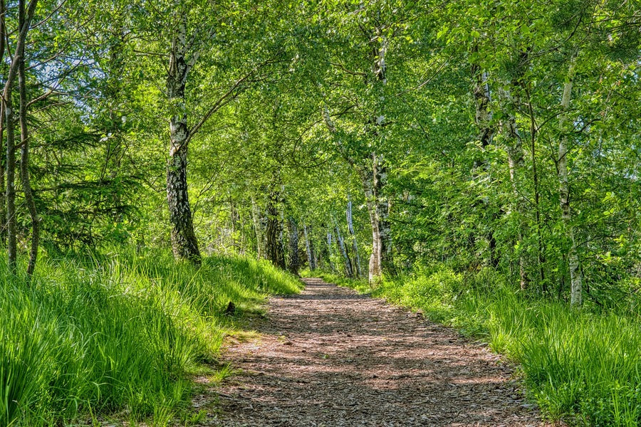 Green Forest & Pathway Photograph Print 100% Australian Made