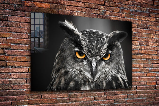 Yellow Eyes Owl B&W Print Tempered Glass Wall Art 100% Made in Australia Ready to Hang
