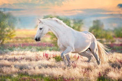 Bella Home White Horse Grass Field & Sunset Print Canvas Ready to hang