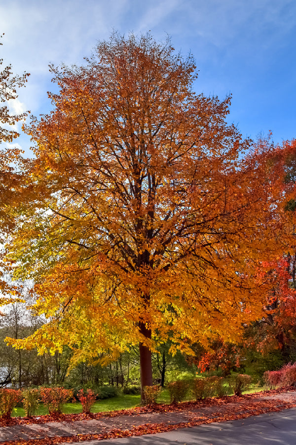 Autumn Orange & Red Tree View Photograph Print 100% Australian Made