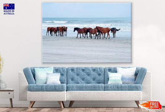 Horses on Sea Shore Photograph Print 100% Australian Made