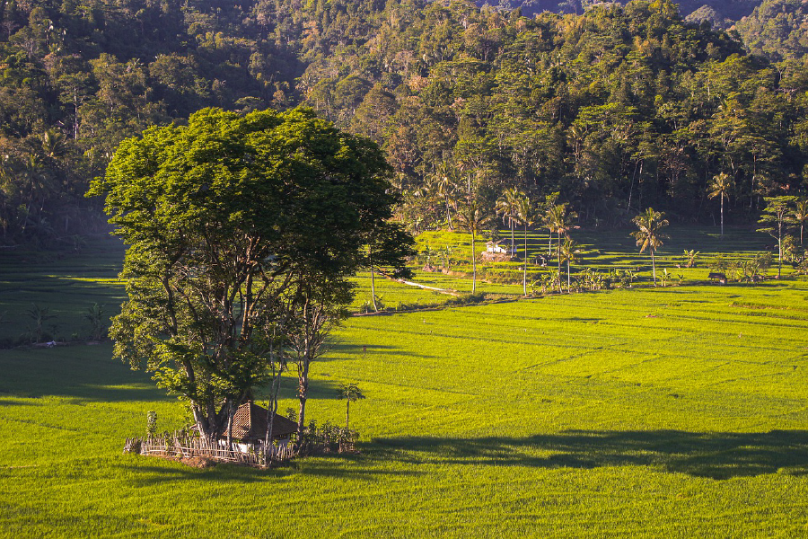 House & Huge Tree on Grass Field with Forest Scenery View Photograph Print 100% Australian Made