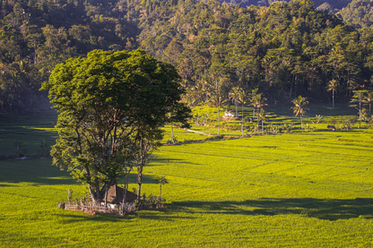 House & Huge Tree on Grass Field with Forest Scenery View Photograph Print 100% Australian Made