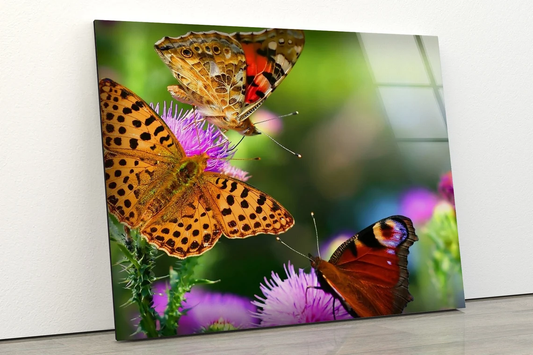 Butterflies on Flowers Photograph Acrylic Glass Print Tempered Glass Wall Art 100% Made in Australia Ready to Hang