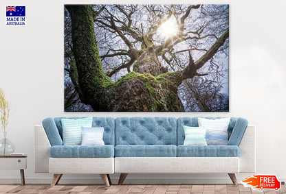 Huge Tree Closeup Photograph Print 100% Australian Made