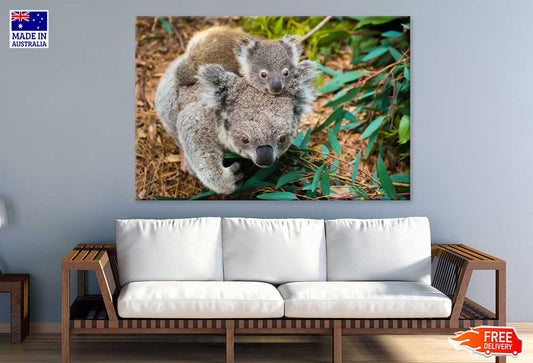 Koala Bear Mom & Baby Photograph Print 100% Australian Made