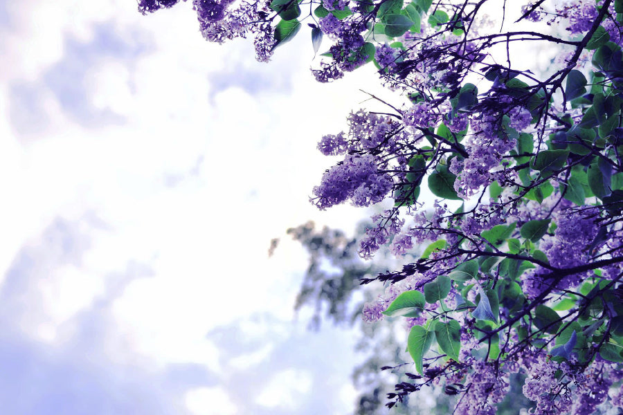 Purple Lilac Flowers Branch View Home Decor Premium Quality Poster Print Choose Your Sizes