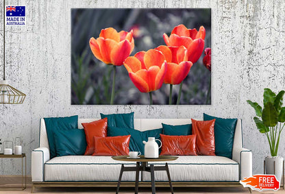 Orange Tulips with B&W View Photograph Print 100% Australian Made