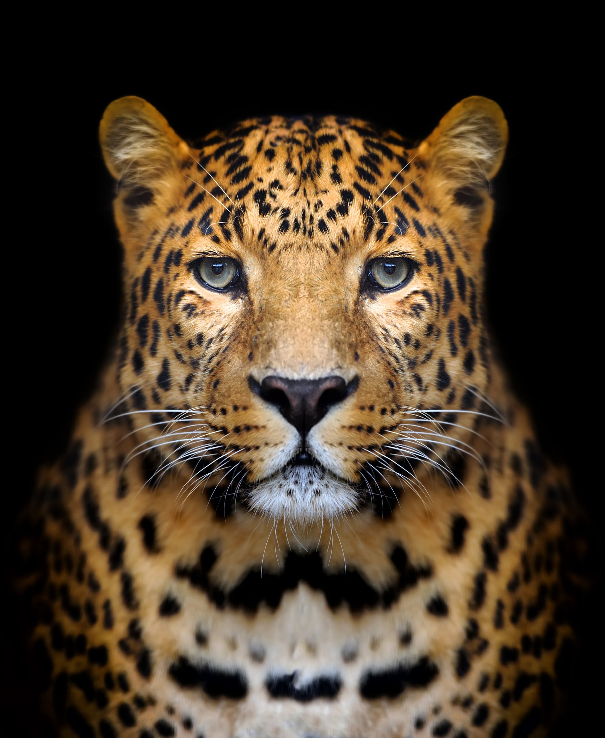 Leopard Face Portrait Photograph Home Decor Premium Quality Poster Print Choose Your Sizes