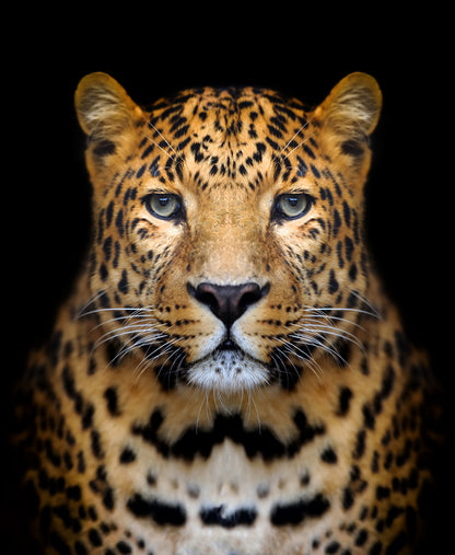 Leopard Face Portrait Photograph Home Decor Premium Quality Poster Print Choose Your Sizes