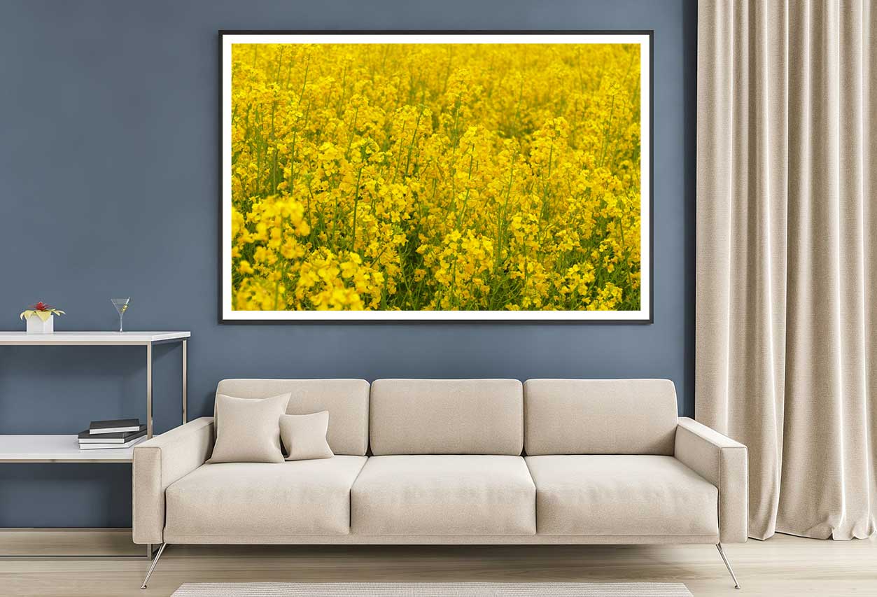 Wild Yellow Flower Field View Photograph Home Decor Premium Quality Poster Print Choose Your Sizes