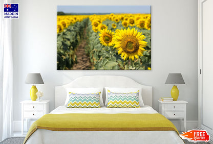 Sunflower Field Closeup View Photograph Print 100% Australian Made