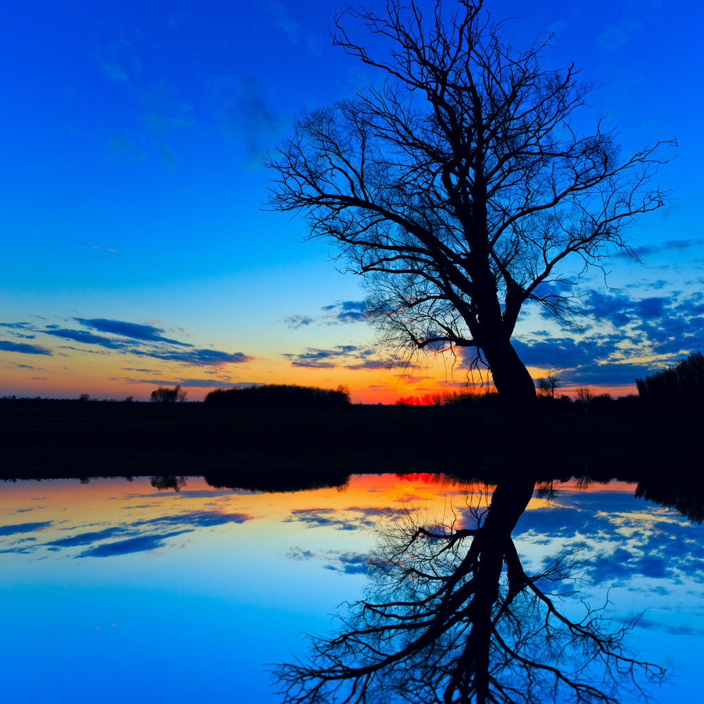 Square Canvas Old Tree in Water with Sunset Photograph High Quality Print 100% Australian Made