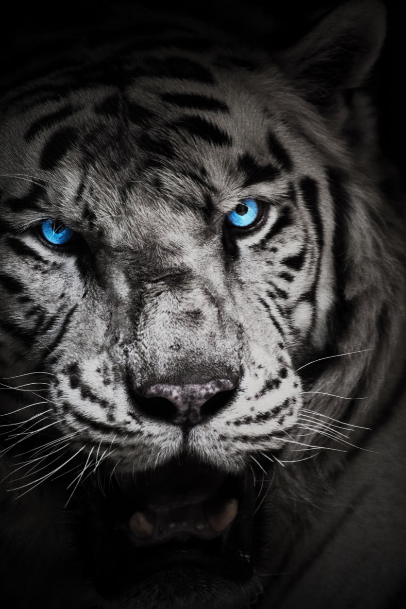 Blue Eyes Tiger Closeup Face B&W Photograph Print 100% Australian Made