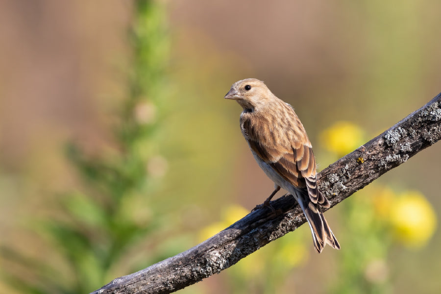 Young Bird on Branch Closeup View Photograph Print 100% Australian Made