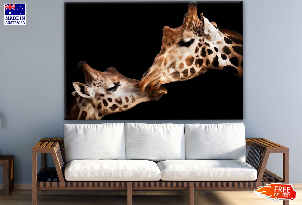 Giraffe Couple Portrait Photograph Print 100% Australian Made