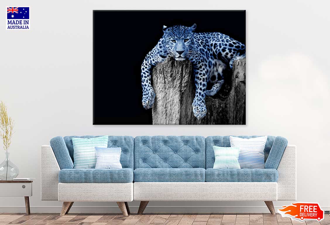 B&W & Blue Leopard Photograph Print 100% Australian Made