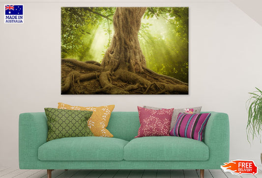 Big Tree Roots & Sunshine Forest Photograph Print 100% Australian Made