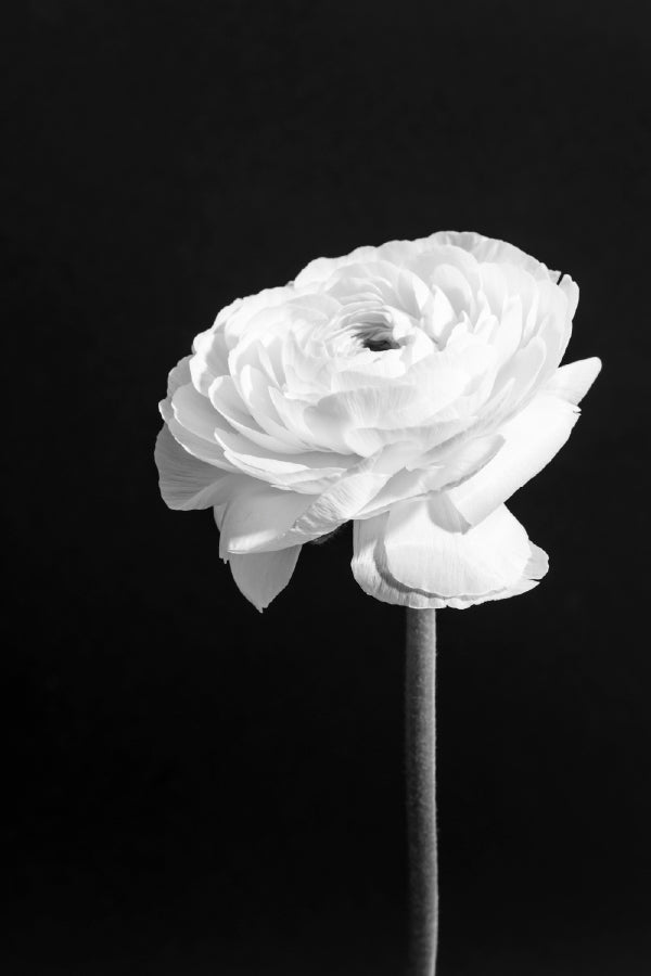 White Rose Closeup B&W View Photograph Print 100% Australian Made