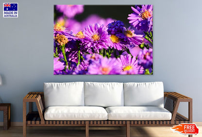 Magenta Aster Flowers Closeup View Print 100% Australian Made