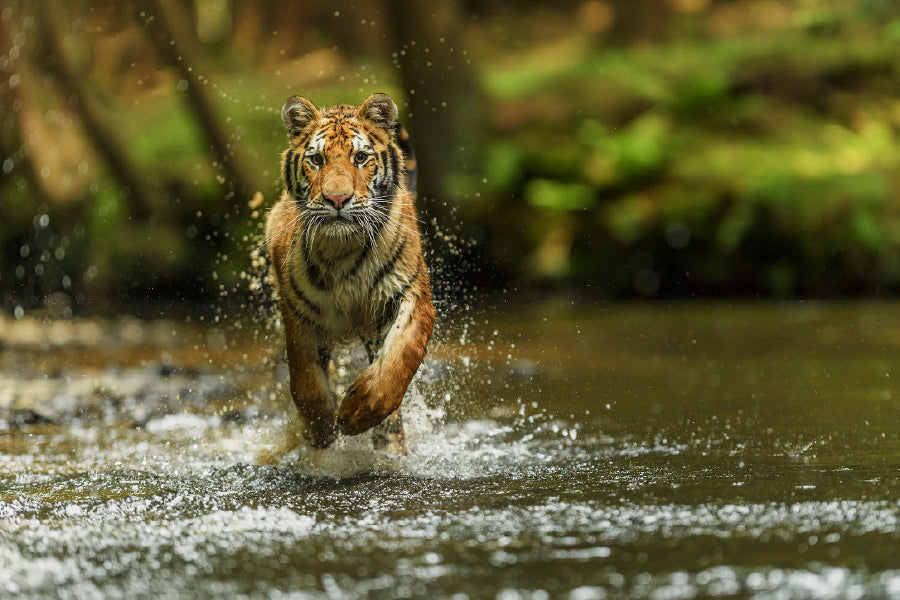 Tiger Running over Forest Lake View Photograph Print 100% Australian Made