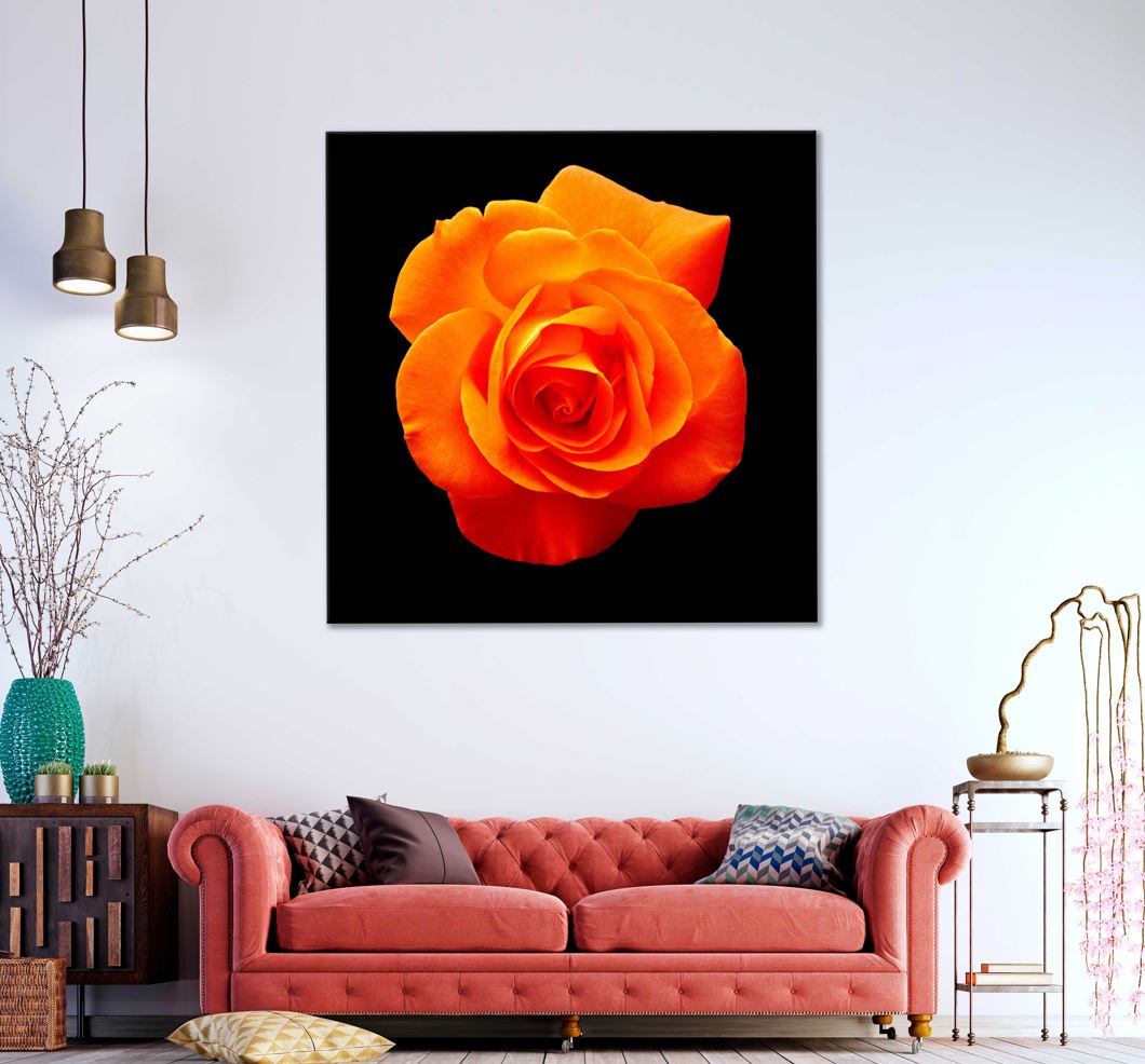 Square Canvas Orange Rose Dark Photograph High Quality Print 100% Australian Made