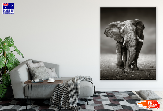 Walking Elephant B&W Photograph Print 100% Australian Made